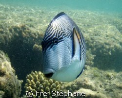 " WHO ARE YOU GUY? "
Chirurgien zébré (Acanthurus sohal)... by Frei Stéphane 